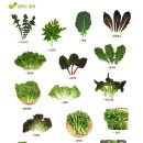 쌈채소의 종류 및 텃밭 채소 재배법 이미지