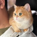 슬기로운 동물병원 | 중성화를 꼭 시켜야 할까? 고양이 세마리 수술 후기