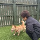 용문 애견 이미지