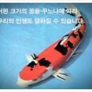 코이 이미지
