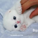 후우 이미지