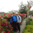 장미의거리12 이미지