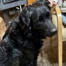 큰골목장 | 평창 라마다호텔 맛집 구이 전문 큰골 오리고기 &amp; 양갈비