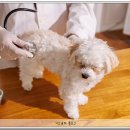 아빠손동물병원 이미지