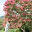 명옥헌정원1(주차장) 이미지