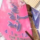 꽃과바다 낭만의도시 진해 군항제~장복산 토요일 당일코스로~핸드폰은↓﻿아래 빨간앱을 크릭해 보세요 이미지