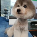 어강동물병원