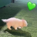 🥺💚지나가는 사람은 나한테 사양하지 말아요. 들어와서 이 귀여운 강아지를 봐요🫳🐶 이미지