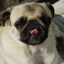 하늘강아지 반려동물 장례식장 이미지