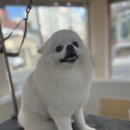 개 in 살롱 이미지