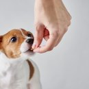 율동물의료센터 이미지