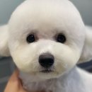 강남펫살롱 이미지