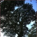 관매도 후박나무 이미지