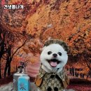 견생폼나개 이미지