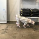 다드멍 이미지