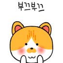 고양이무마취미용 냥지곤지 이미지