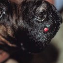 날으는 동물병원 이미지