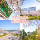 강화역사박물관 | 강화도 벚꽃 명소 강화 역사박물관 갑곶돈대 전쟁박물관 여행 코스