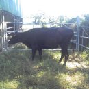 초야농장 이미지