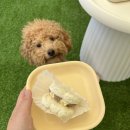 삐약네 새참 이미지