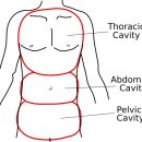 근육 연구소 이미지