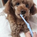 이지덴탈 이미지