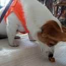 스윗차일드오마인 이미지