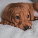 마음을 나누는 동물병원 이미지