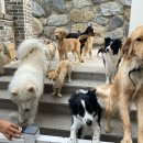 매너독반려견교육센터 이미지