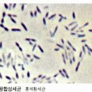 대한광합성