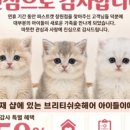 창원고양이분양퍼스트캣