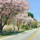 사간의향기 | 양평 스파 펜션 한옥 개별 바베큐 커플 숙소 양평 벚꽃