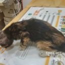 이플동물병원 이미지