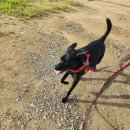 큐브 풀빌라 | 국내 여름휴가 양평 애견펜션 대형견 가능한 더큐브 풀빌라