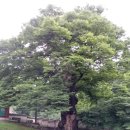 ＜자운서원 느티나무＞느티나무의 말로는 율곡 선생이 다음 대통령 선거에 나서겠다고 이미지