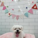 말티스토리 이미지