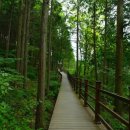 편백나무숲 이미지