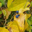 나는댕댕이다 이미지