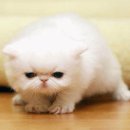 CatFlower
