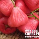 마쿠파(MAKUPA)의 전설 이미지