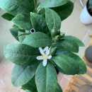 삼룡농장 | 언니의 선물 후기 4탄 - 오렌지레몬 나무