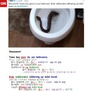 #CNN #KhansReading 2017-02-03-3 finds rattlesnake slithering up toilet bowl 이미지