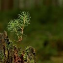 영천한의마을 약초도 이미지