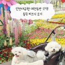 피크닉 | 인천대공원 애견동반 산책 튤립 피크닉 후기