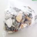 울진어패류 이미지