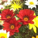 가자니아 이미지