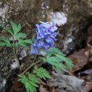 축령산 야생화 탐사 (3월 28일) 이미지