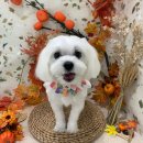 헤이뚜뚜 이미지