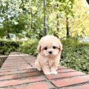 강아지분양 애견입양 아이러브독 수원점 말티푸미니비숑포메 | 수원강아지분양 미니비숑 아이러브독