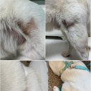 운정한빛동물병원 이미지